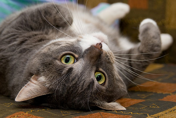 playful cat upside down